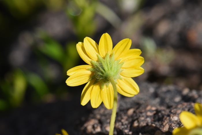 California Goldfields small daisy-like flowers have both ray and disk florets; note that the bracts surrounding flower heads are hairy. The fruit develops shortly after blooming and it is called a cypsela. Lasthenia californica